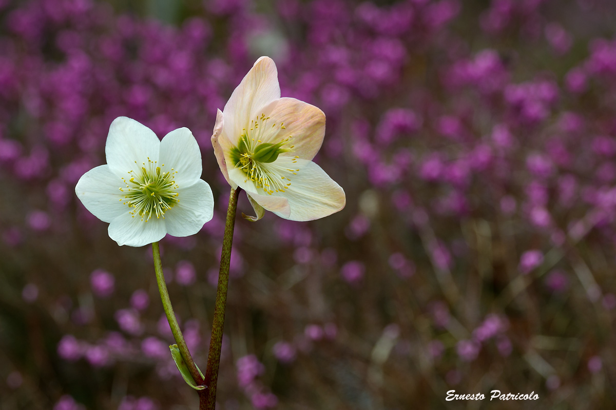 Helleborus niger